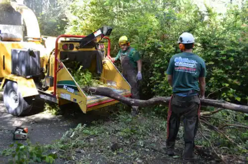 tree services La Cañada Flintridge